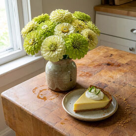Key Lime Pie, Zinnia Seeds
